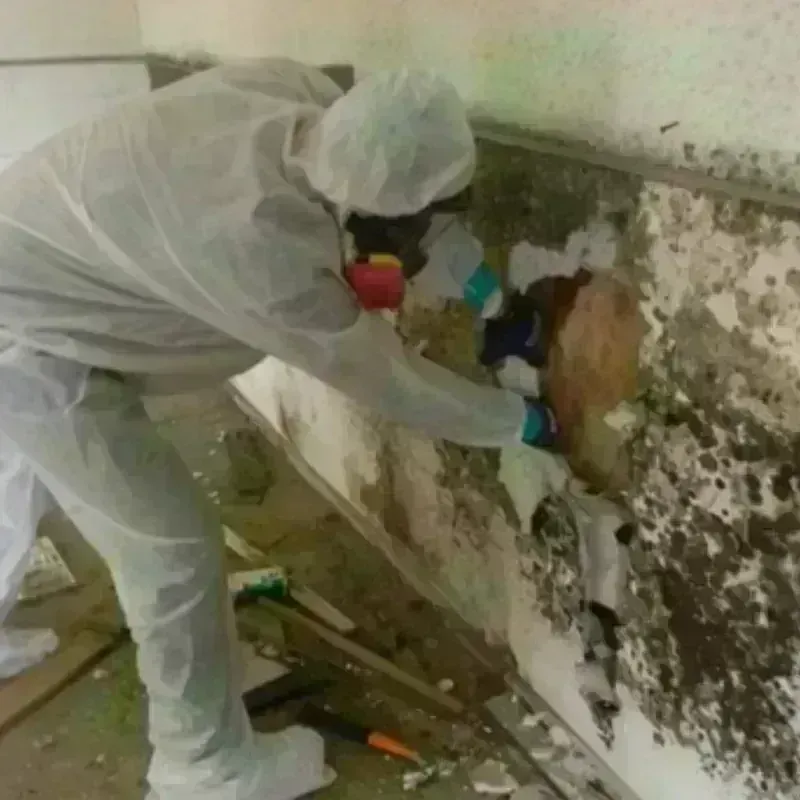 Mold Remediation and Removal in Troy, TN